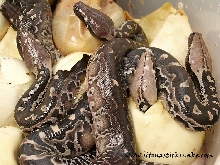 black blood hatching