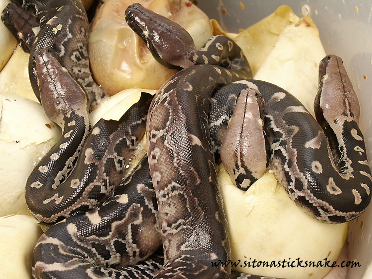 black blood hatching