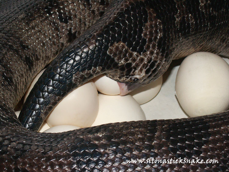 female black blood laying eggs