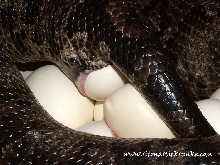 female black blood laying eggs