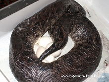 female black blood laying eggs