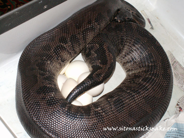 female black blood laying eggs