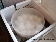female black blood laying eggs