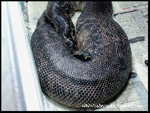 black blood ovulating