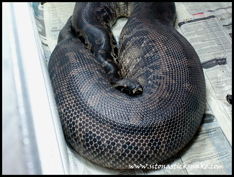 black blood ovulating