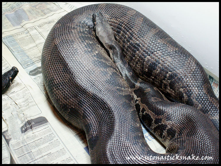 black blood ovulating
