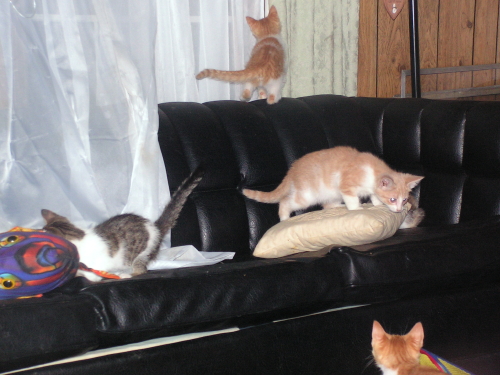 curtains are FUN!