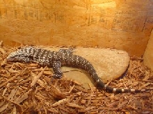 Before New Cage