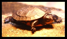 Spotted Turtle