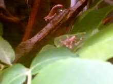 unknown spider
