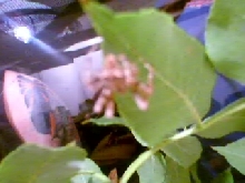 unknown spider 2