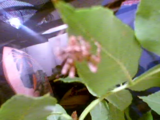 unknown spider 2