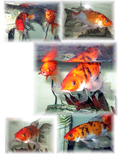 Tom the "goldfish"