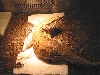 savannah monitor 2