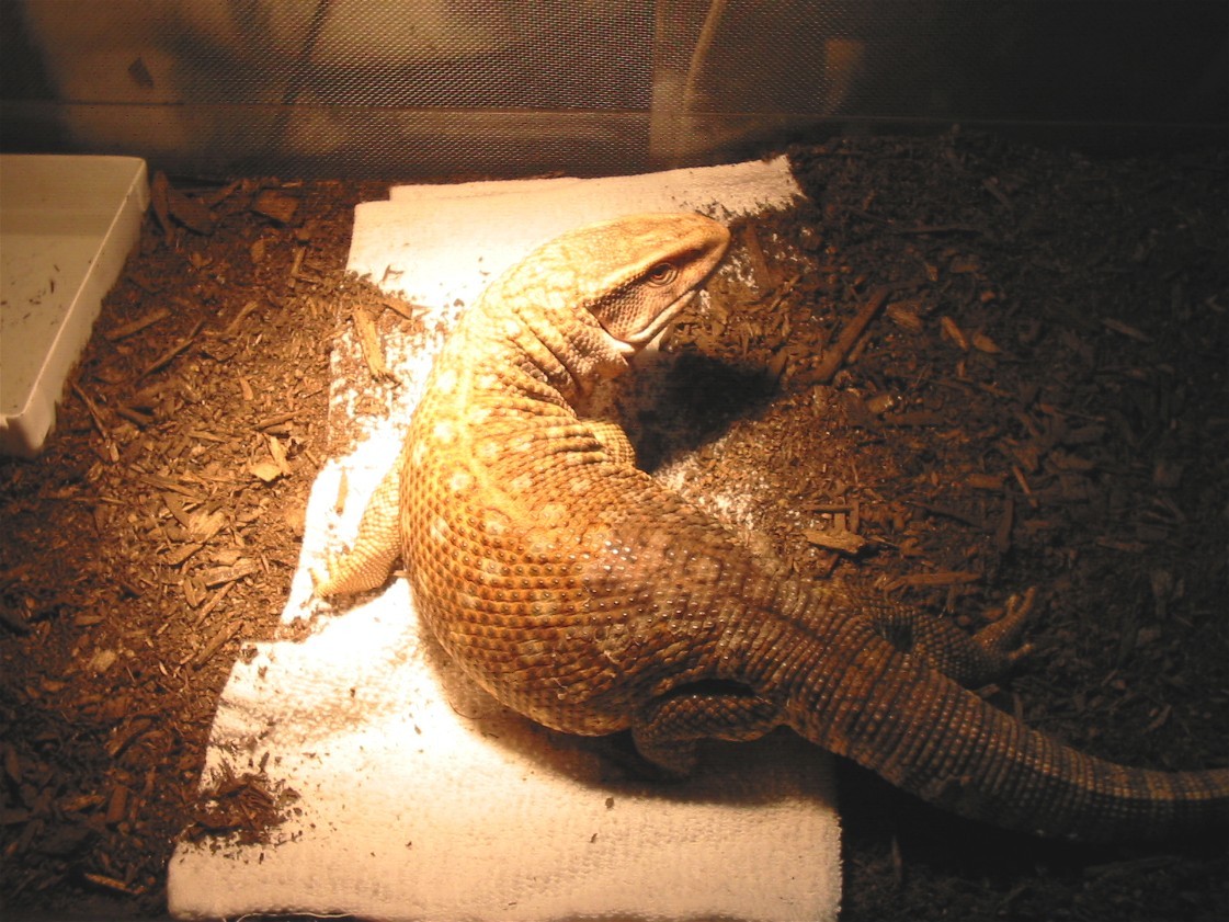savannah monitor 2