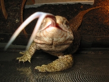 savannah monitor