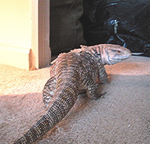 monitor exploring