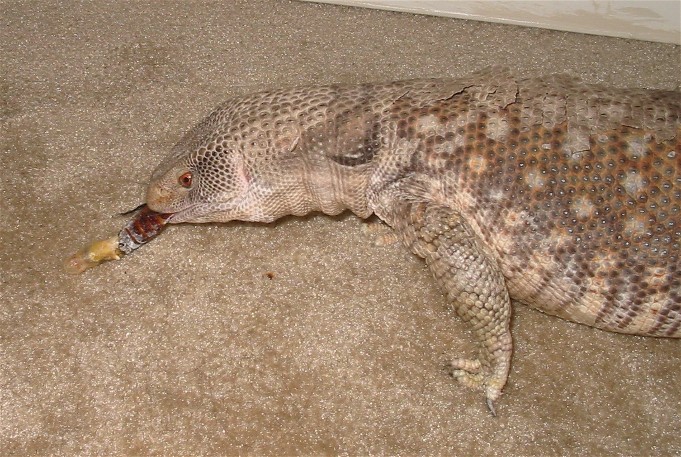 monitor eating roach