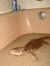 savannah monitor 3