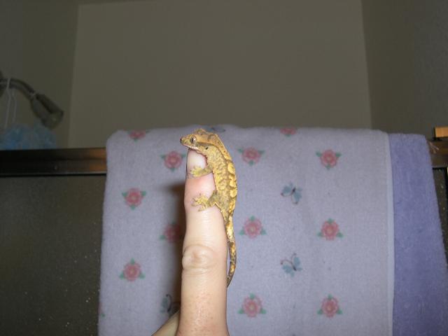 Ambrosia