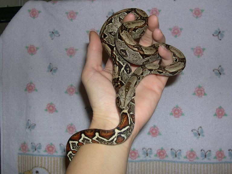 Augustine after a nice shed