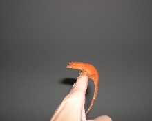 Penny