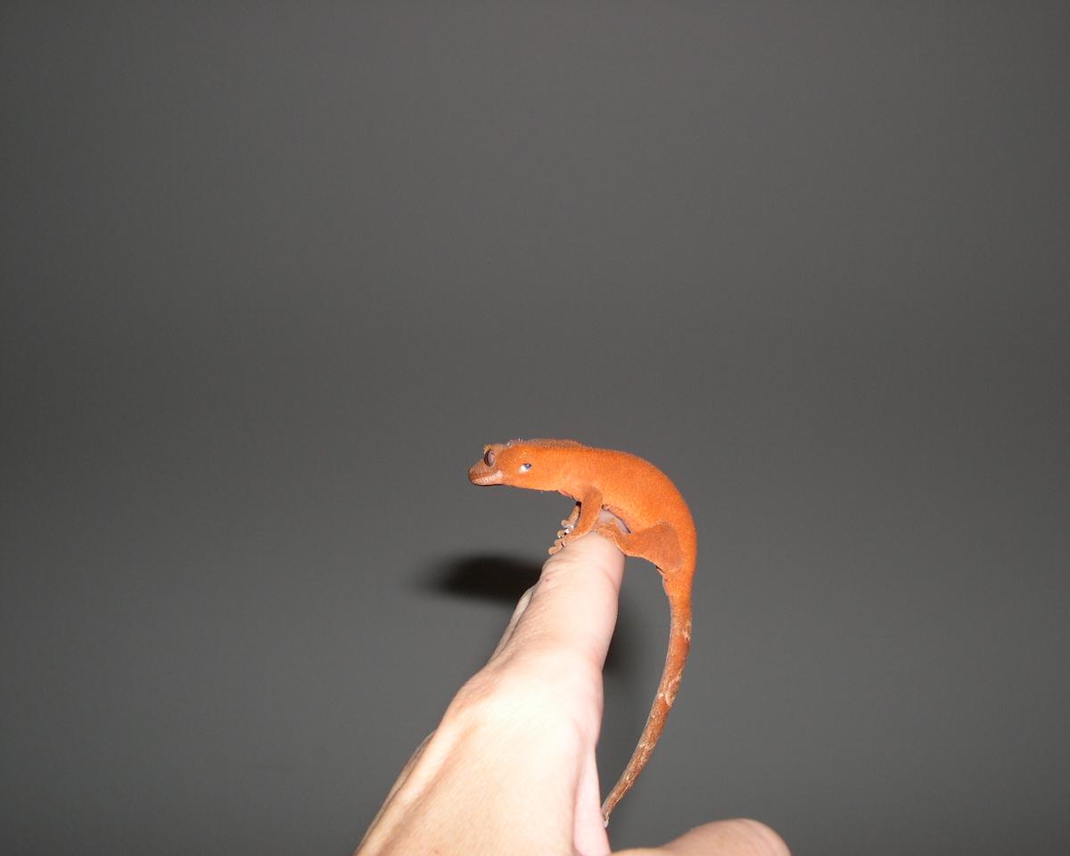 Penny