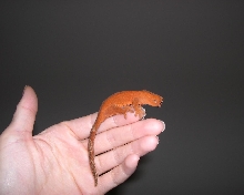 Penny
