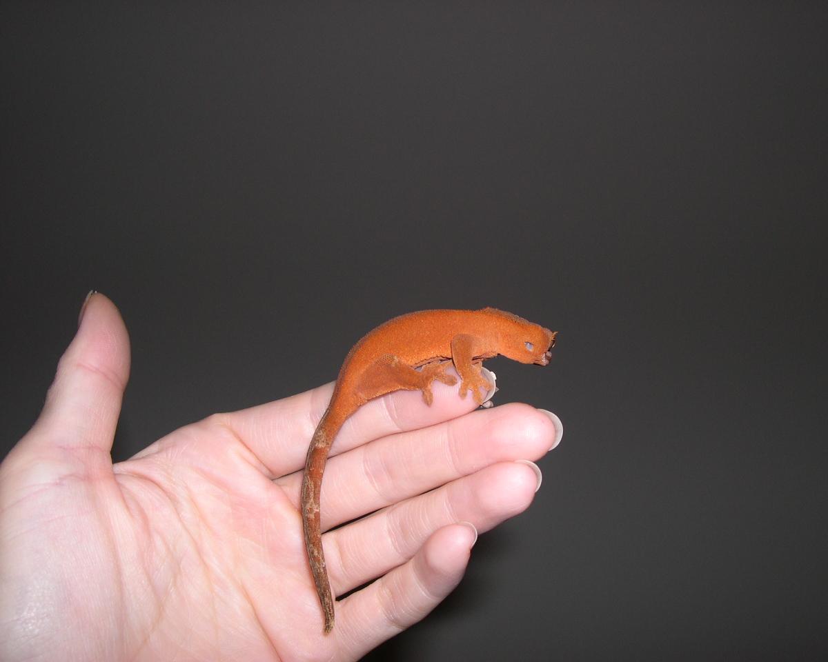 Penny