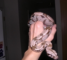 Felicia