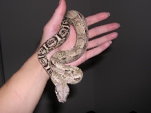Killian