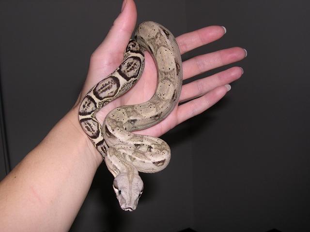 Killian