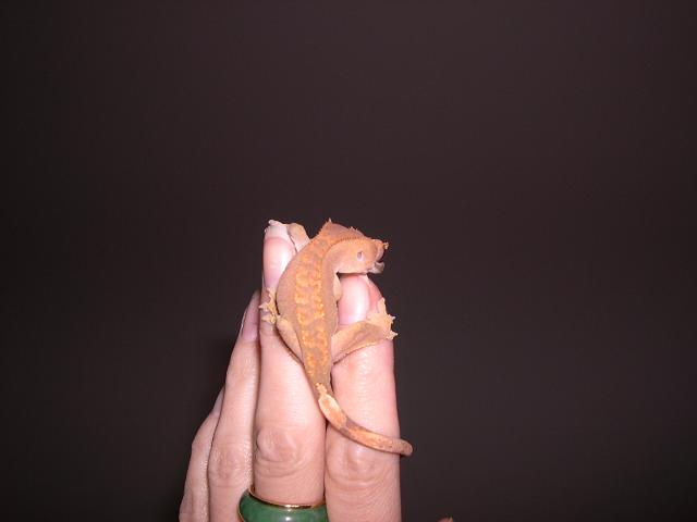 Zippidy