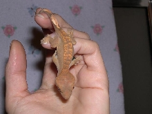 Zippidy