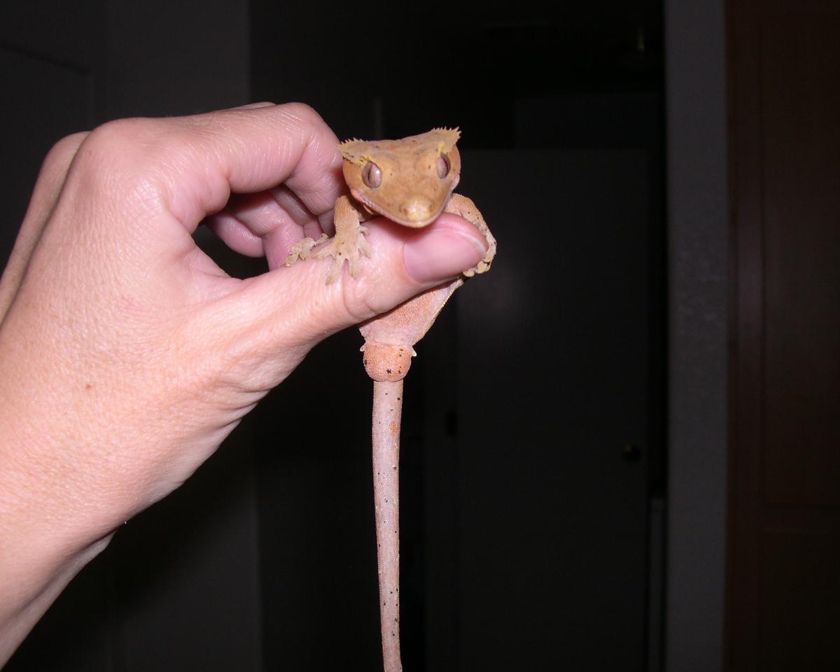 Duncan