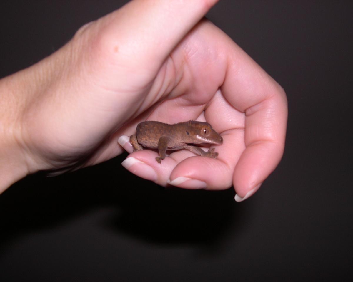 Truffles