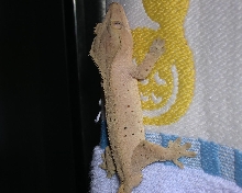 Duncan