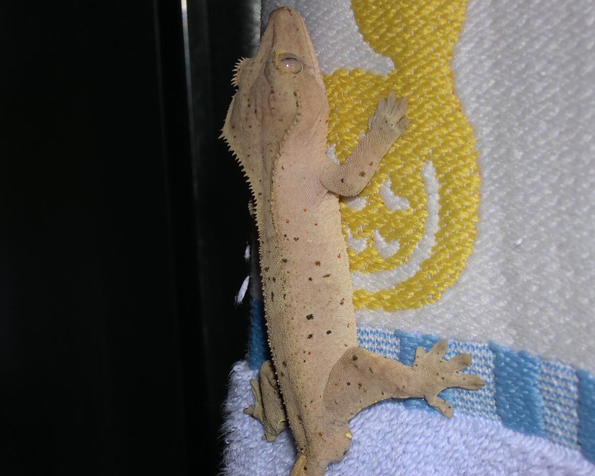Duncan