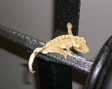 Oscar
