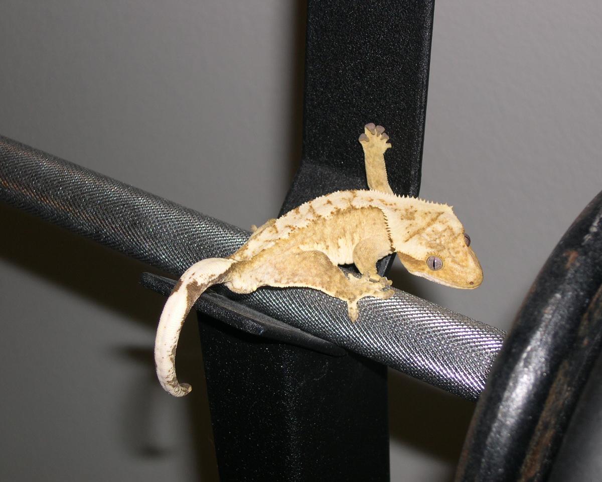 Oscar