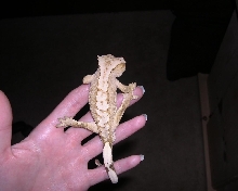 Oscar