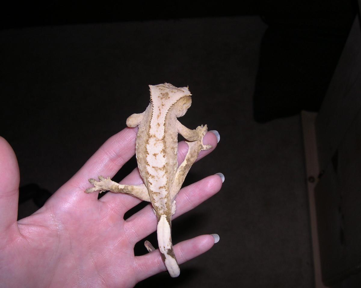 Oscar