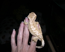 Oscar