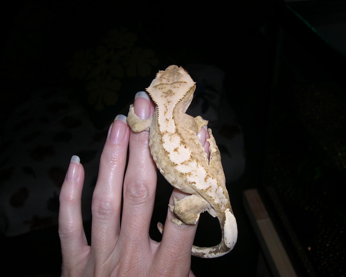 Oscar