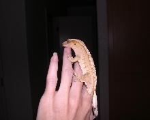 Oscar