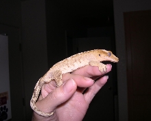 Oscar