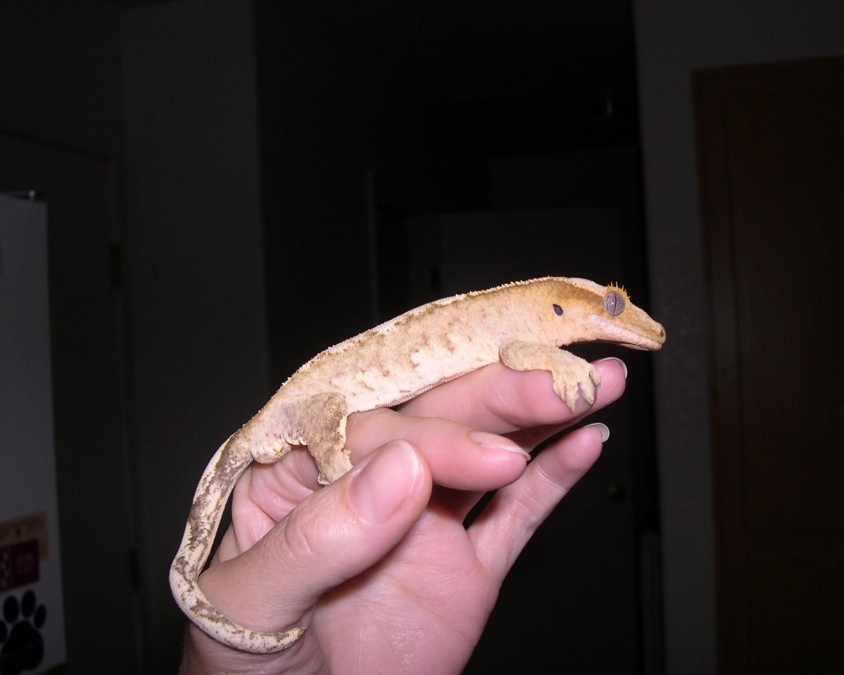Oscar
