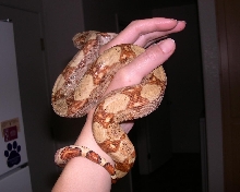 Helios
