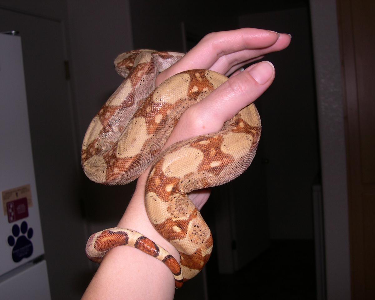 Helios