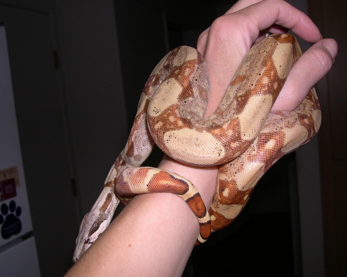 Helios